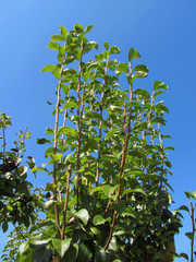 Pear tree branches