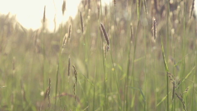 Nature - Beautiful Meadow at Sunset