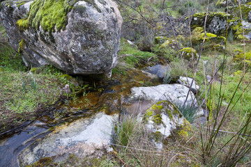 Arroyo de la Moraleja. Madrid