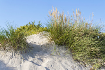 Coastal dune