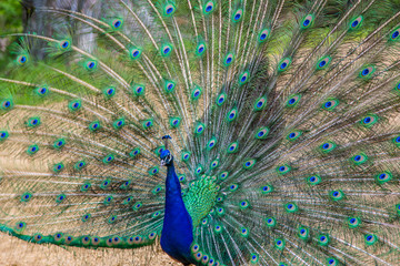 Beautiful peacock