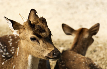 Axis deers