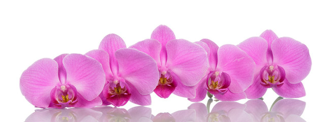 Obraz na płótnie Canvas Orchid flowers on white background