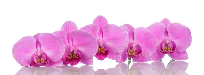 Fotobehang Orchidee Orchideebloemen op witte achtergrond