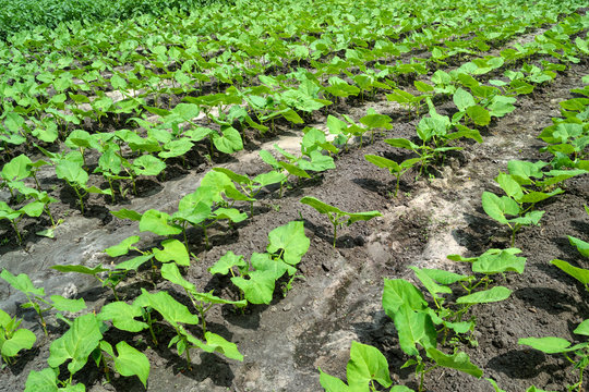รูปภาพSeedbeds – เลือกดูภาพถ่ายสต็อก เวกเตอร์ และวิดีโอ8,598 | Adobe Stock