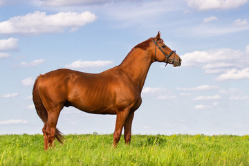 Exterior red stallion in green pasture