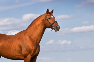 Red stallion  horse against beautiful blue sky