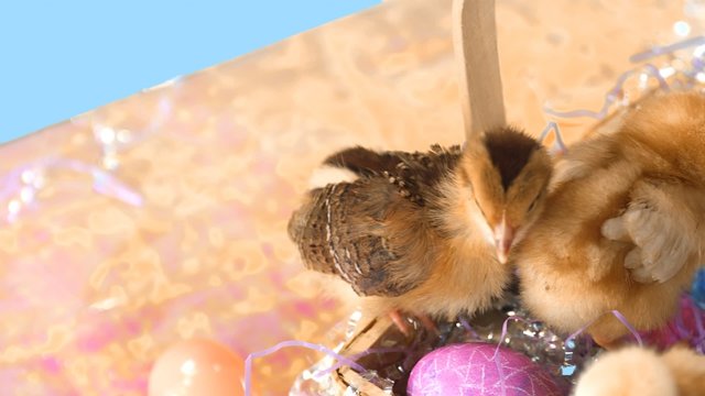 Colorful Easter basket full of baby chicks. Medium shot