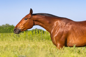 Naklejka premium Portrait of bay trotter on pasture against blue sky