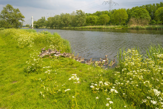 Geese with goslings near the shore of a canal in spring