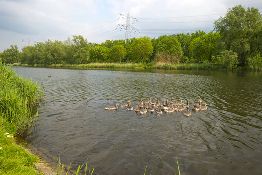 Geese with goslings near the shore of a canal in spring