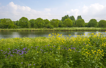 Wild flowers along the shore of a canal in spring