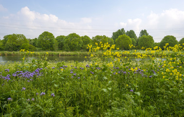 Wild flowers along the shore of a canal in spring