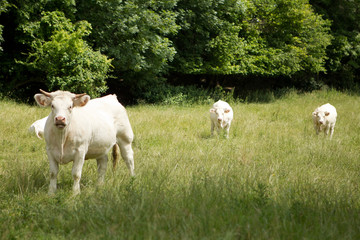 Fototapeta premium Vacas