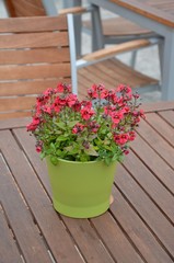 Tischdekoration draußen Blumentopf - Topfpflanze