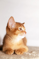 Abyssinian kitten  