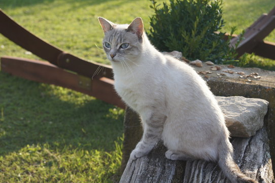 Chat Blanc" Images – Parcourir 175 le catalogue de photos, vecteurs et  vidéos | Adobe Stock