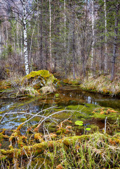 Swampy stream in Altay Taiga