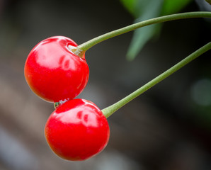 Ripe cherry fruits