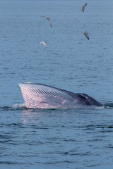 Obraz premium The Bryde's Whale.
