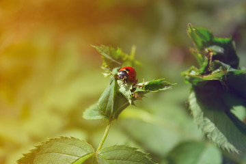 ladybug on a leaf