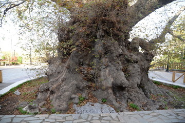 Platane in Krasi, Kreta