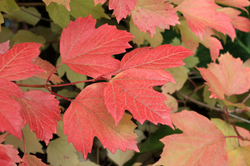 Autumn colors. Red and green leaves of viburnum