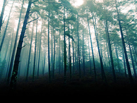 Floresta escura com nevoeiro intenso