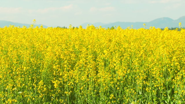 A open field with yellow flowers flowing in the breeze