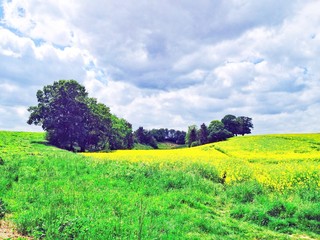 Landschaft mit Rapsfeld und Bäumen