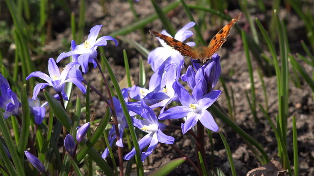 siberian squill flower with butterfly in natural background.