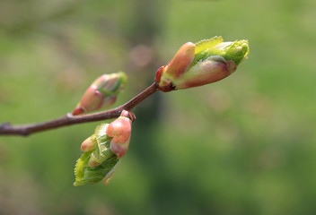 Spring. Melting buds of linden
