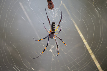 Golden orb spider sit on a web waiting for insects in morning su