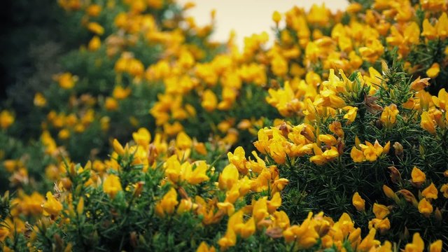 Gorse Bush Yellow Flowers In Strong Wind