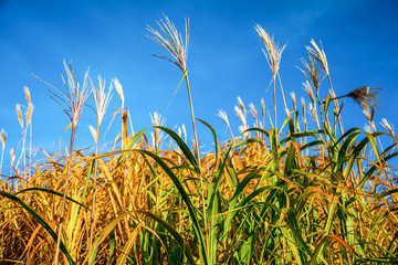 Crops on blue sky in Background