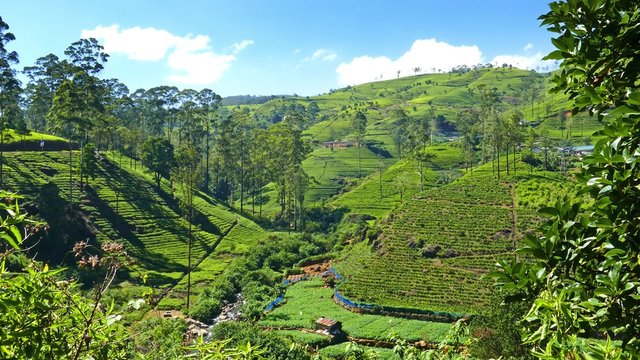 mountain tea plantation in Sri Lanka 4k
