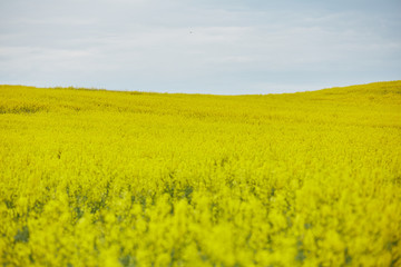 Fototapeta premium rapeseed field with yellow flowers