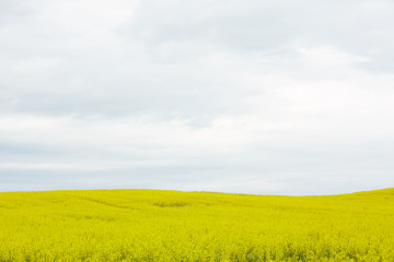 Fototapeta premium rapeseed field with yellow flowers