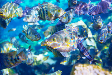Obraz na płótnie Canvas Fish underwater