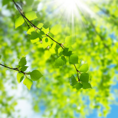 Fototapety  Wiosenne naturalne tło z młodymi liśćmi brzozy