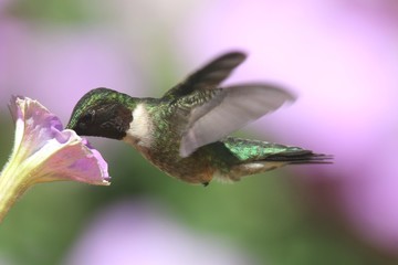 Ruby-throated Hummingbird (archilochus colubris)