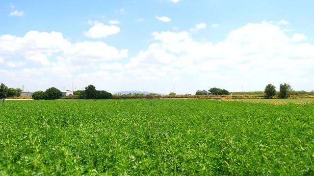Flowering Medicago sativa (4K)
