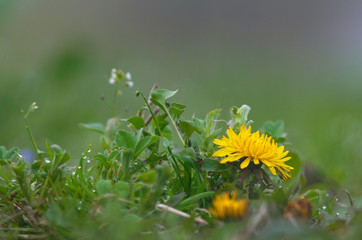 Dandelion yellow flower.