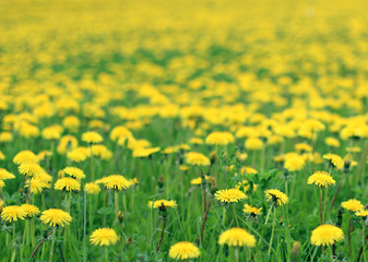 Поле одуванчиков