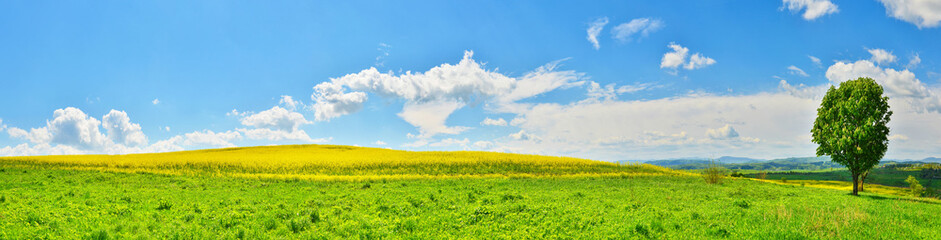 Obraz premium Panoramic view of spring field with green tree