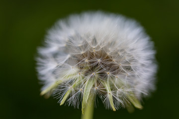 dandelion closeup