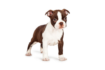 Brown Boston Terrier Puppy Standing to Side