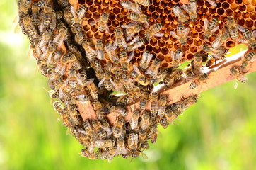 Pszczoły na plastrze miodu w pasiece wiosną