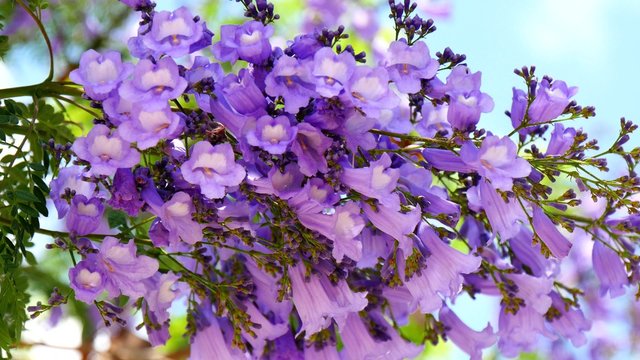 Flowering Jacaranda Tree (4K)