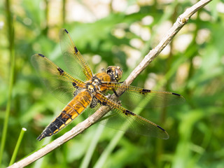 Libellula quadrimaculata